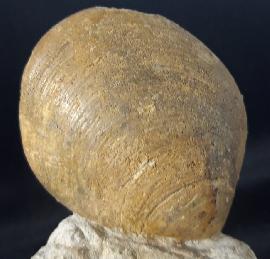 Neocrassina obliqua (LAMARCK 1819) - Bild &copy; FossNet FossilienStore
